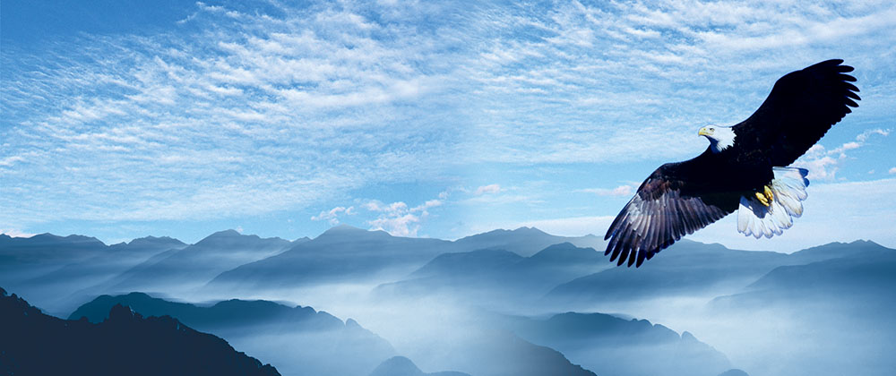 推進“雛鷹”、“飛鷹”、“精鷹”、“雄鷹”人才培養(yǎng)計劃！